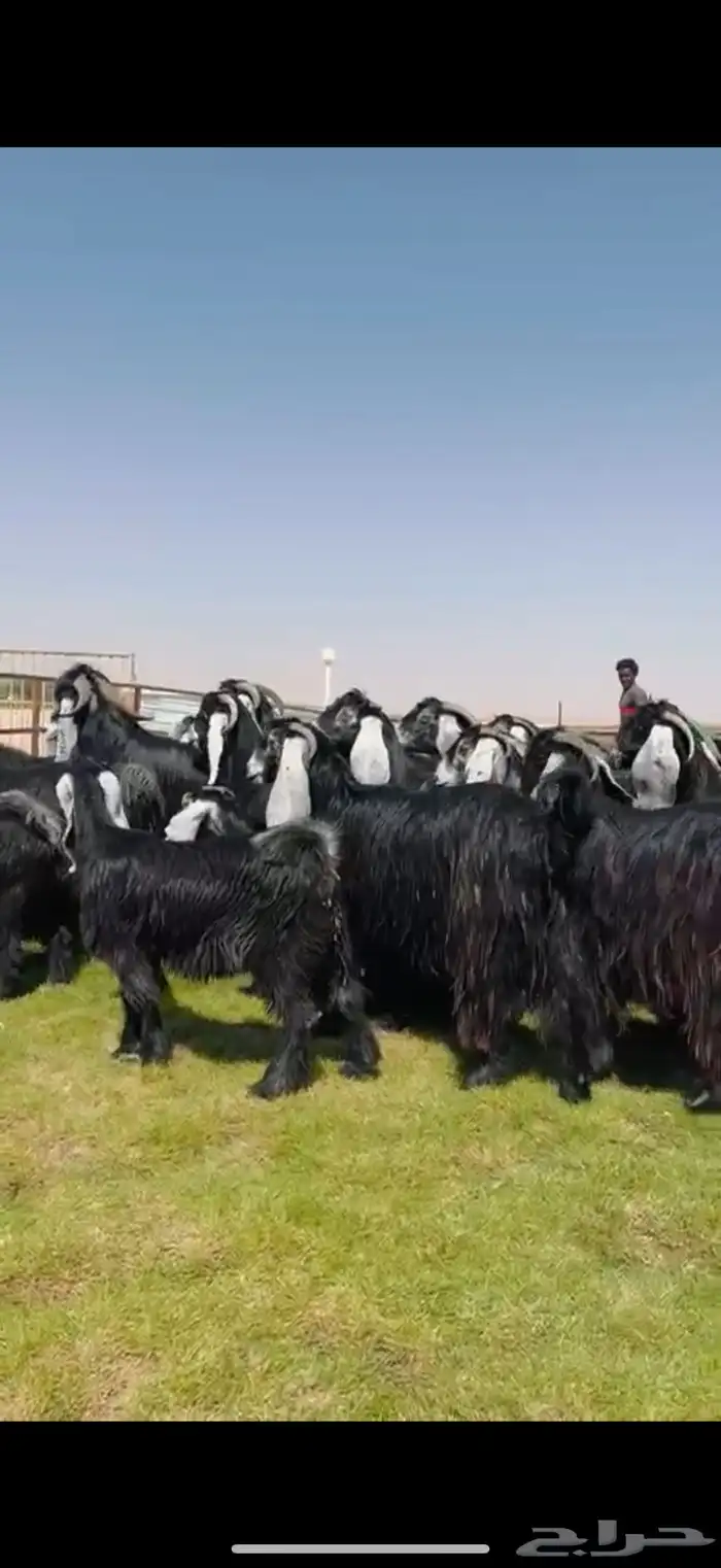 مراح عوارض فاخره اغلبها جذعات وثنوات شرط 48 الفحول 2 2