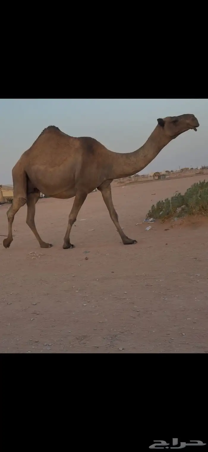 لقحه صفرا عبدانيه 1