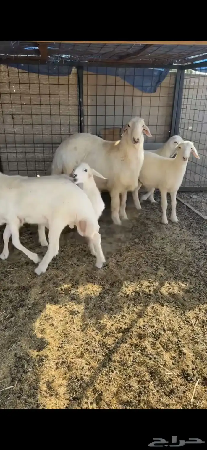 خروف مشروع فحل 1
