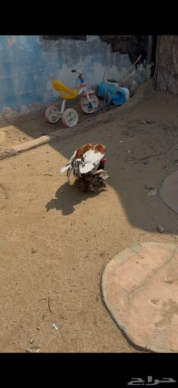 ديك ودجاجتين سنود بيور 0