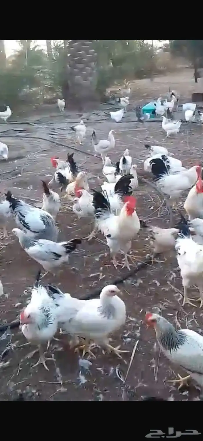 دجاج فرنسي وكلومبي 0