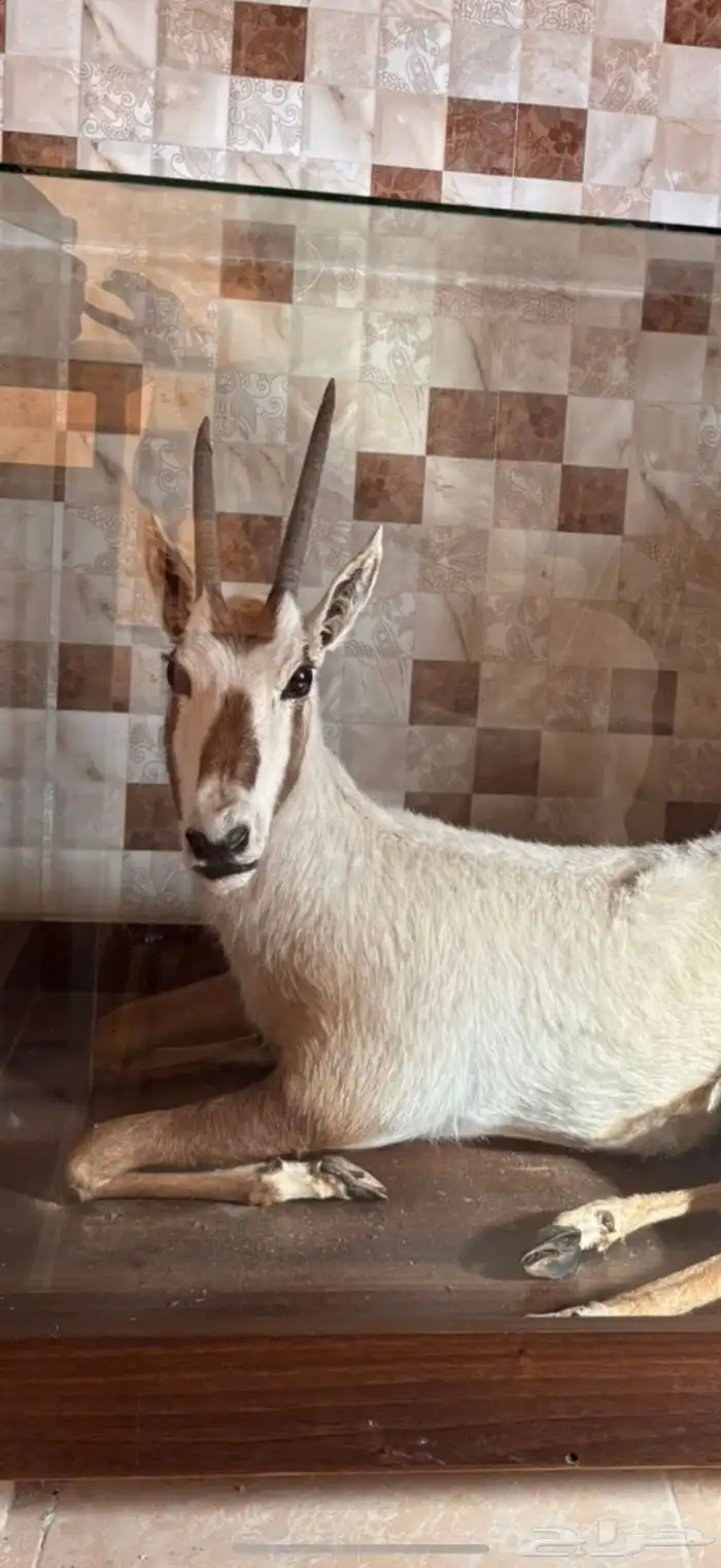 المها العربي محنط 5