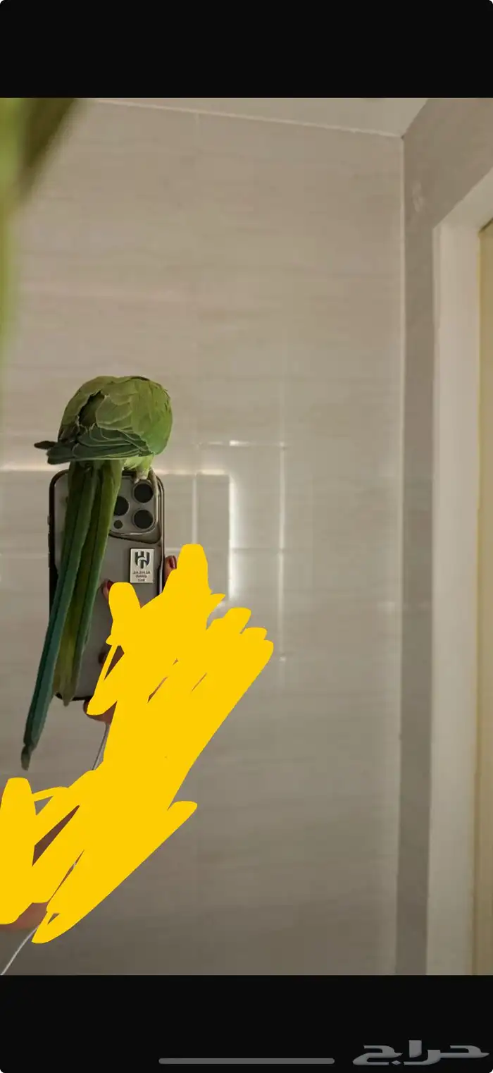 ببغاء مفقود 2