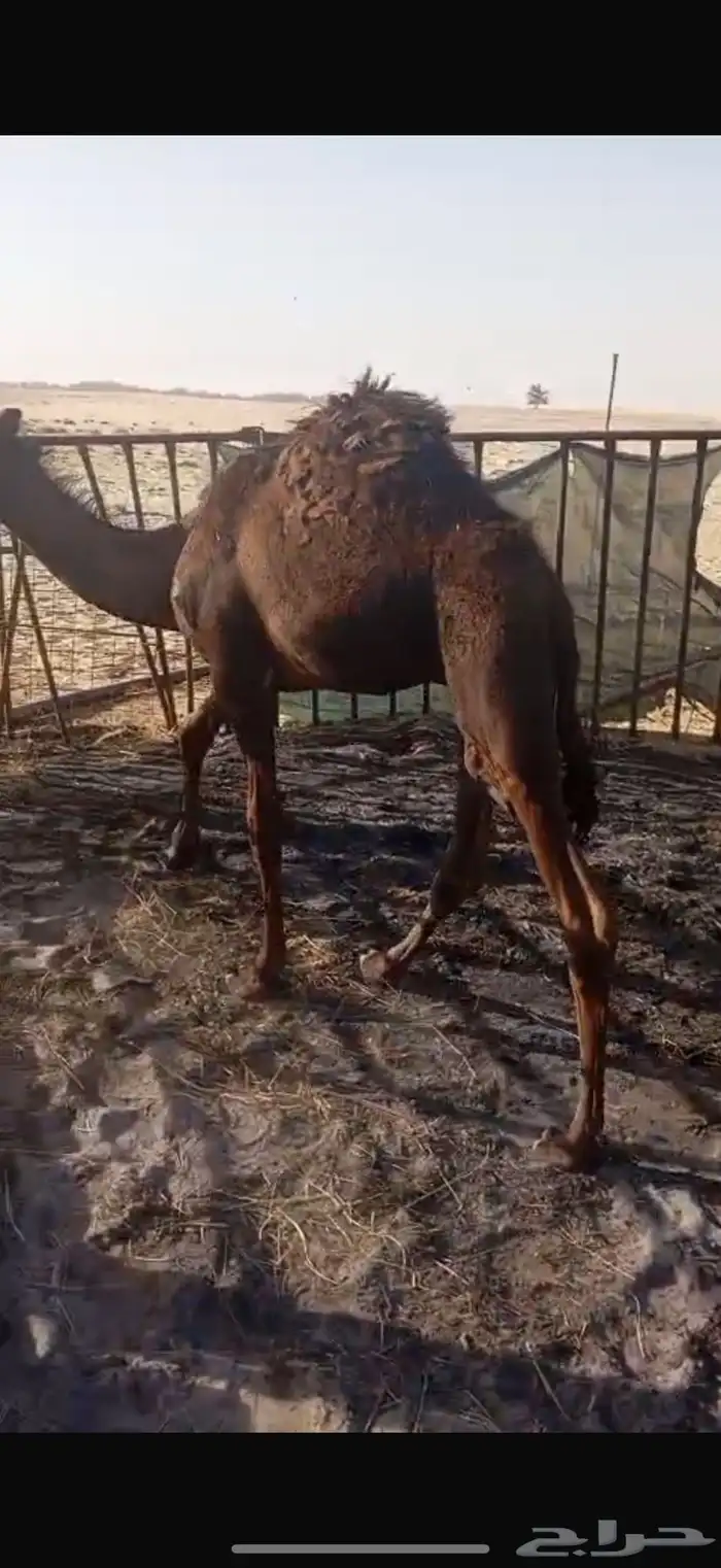قعود بري 10