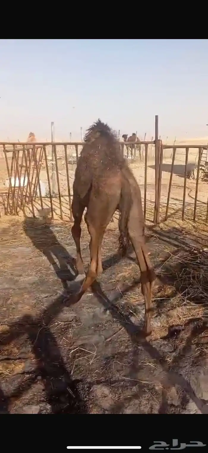 قعود بري 1