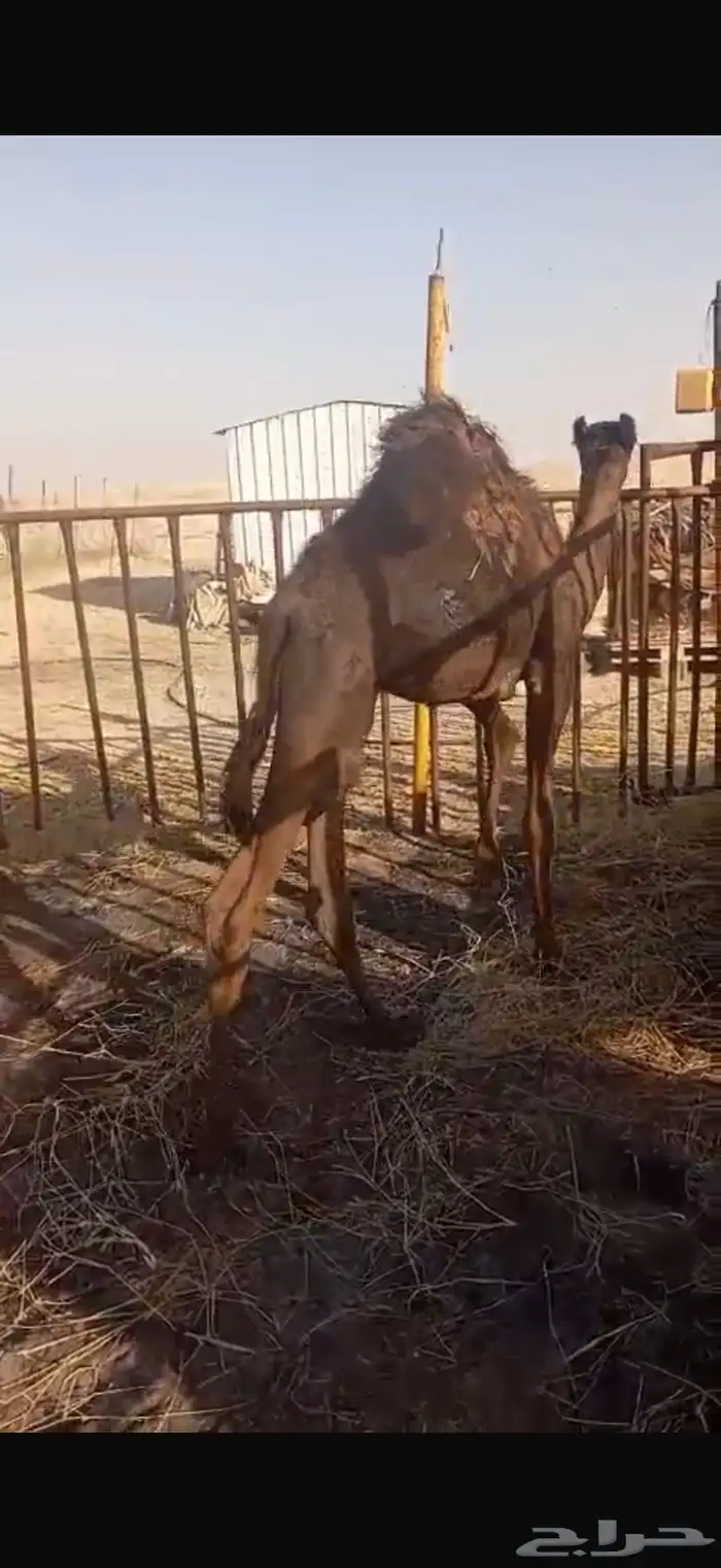 قعود بري 4
