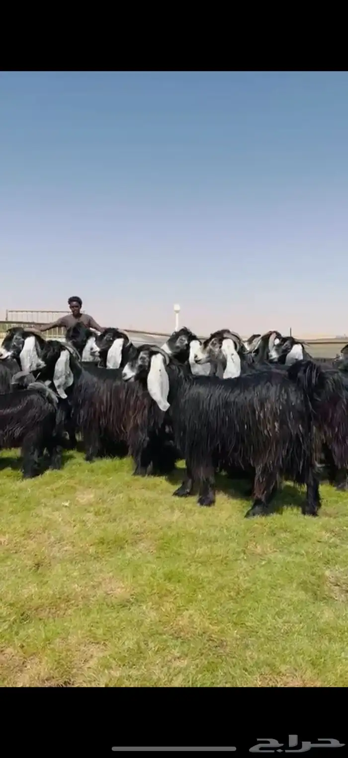 مراح عوارض فاخره اغلبها جذعات وثنوات شرط 48 الفحول 2 3