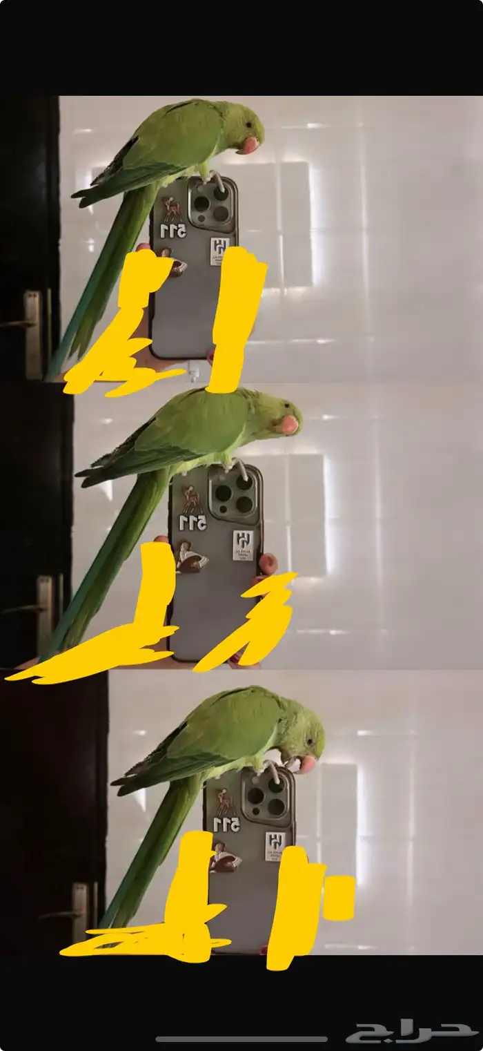 ببغاء مفقود 0