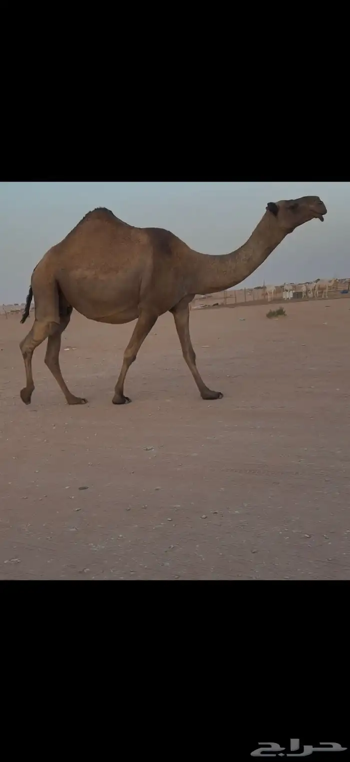 لقحه صفرا عبدانيه 2