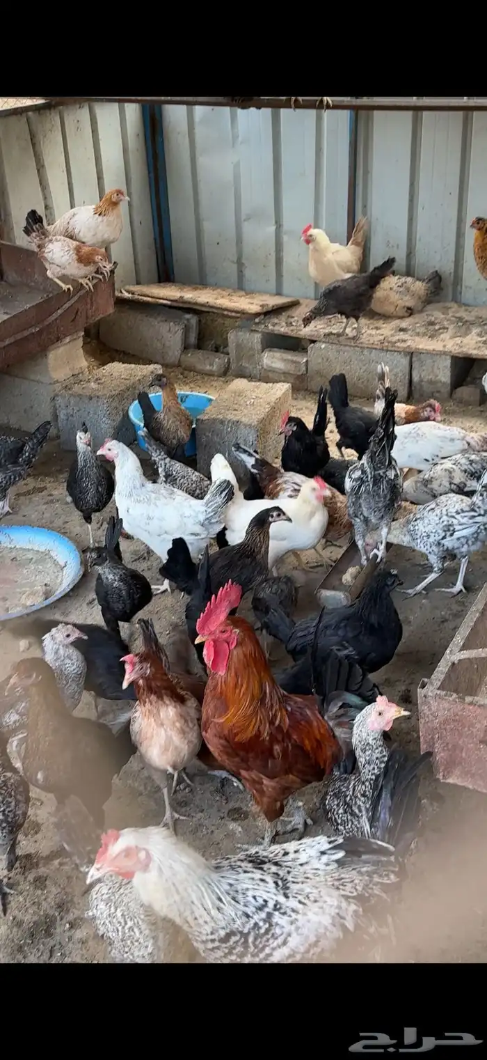 للبيع دجاج بلدي بياض وبشاير 1