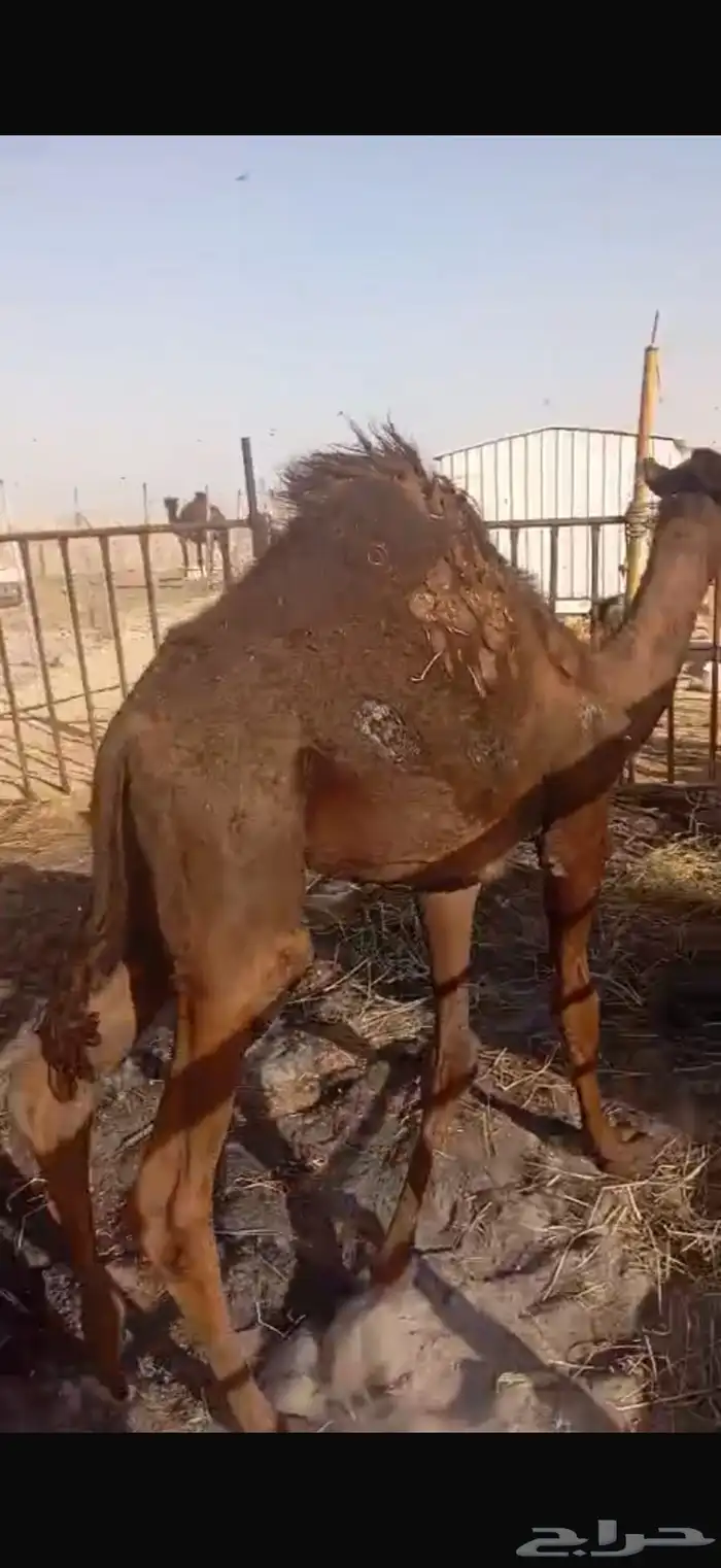 قعود بري 8
