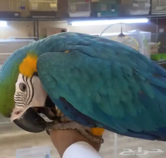 للبيع ببغاء مكاو فرخ متكلم انتاج محلي 0