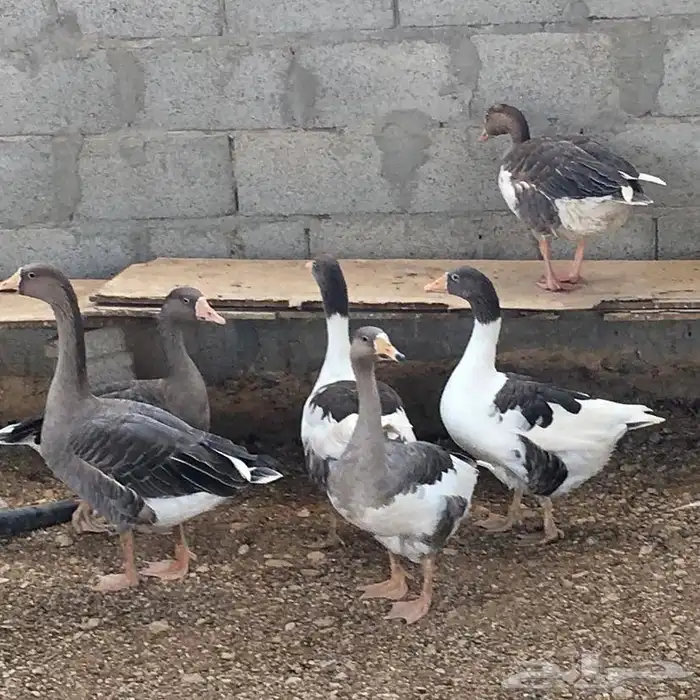 وز بلدي منتج 1