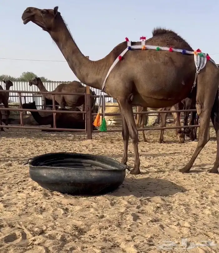 للبيع ضروبه ثنو توه معزول حاشيها 0