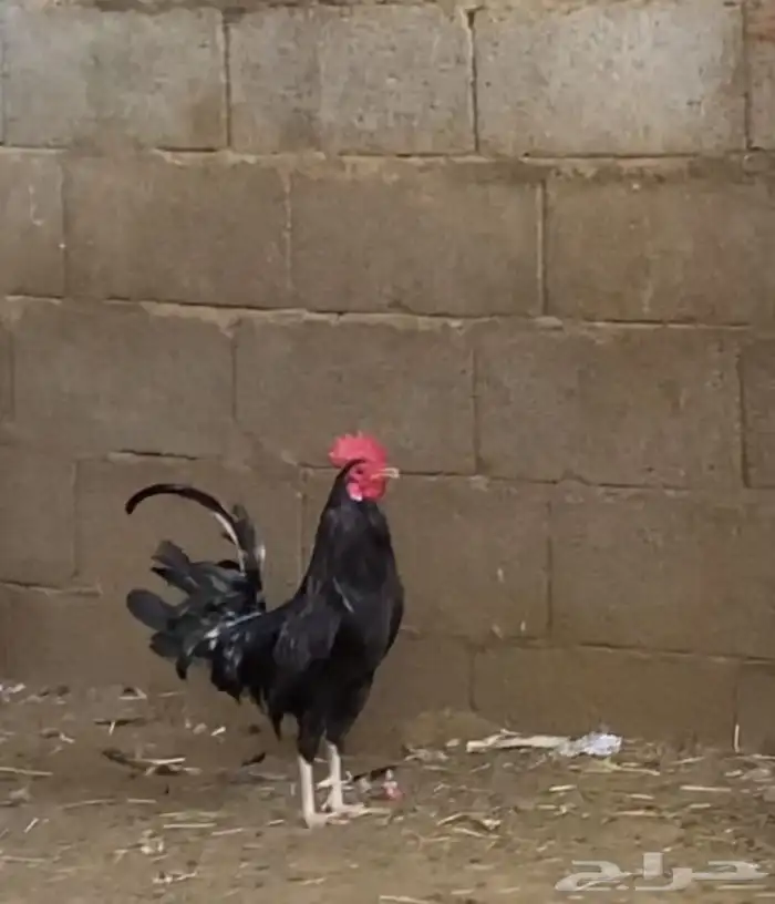 ديك اسود حار ويقصع 0