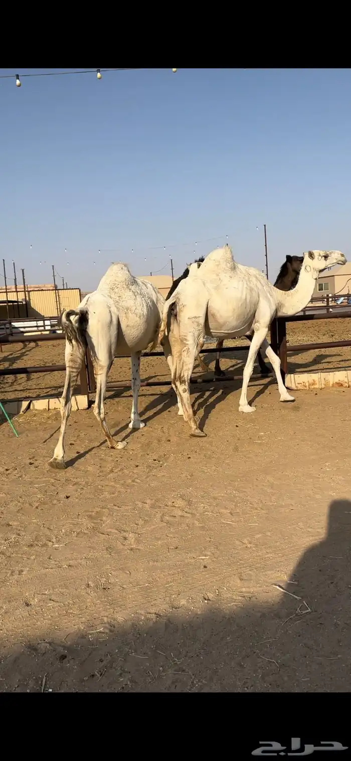 القحات وضح طيبة 11
