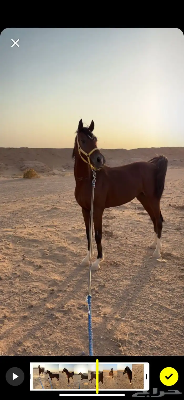 حصان شعبي 0