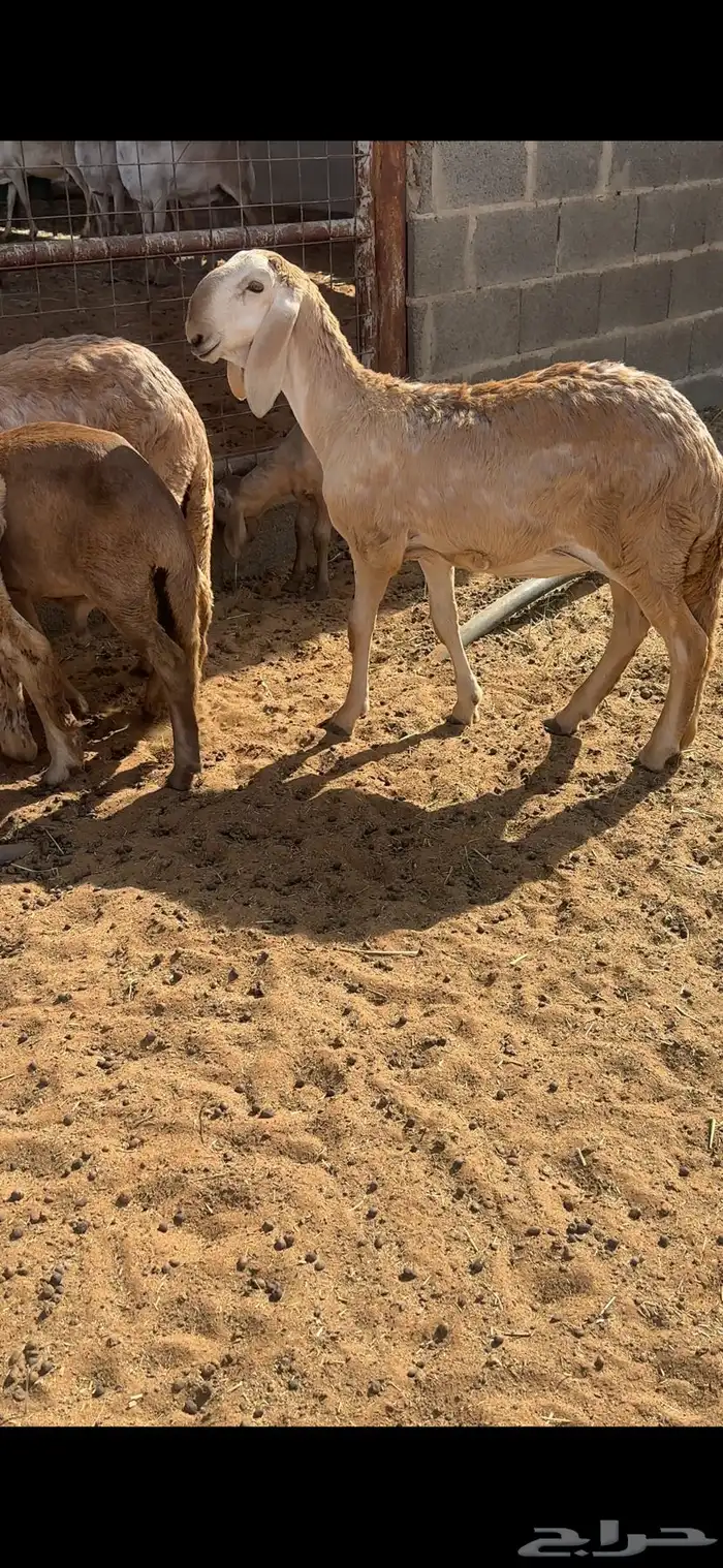 شياه درمانيات 12