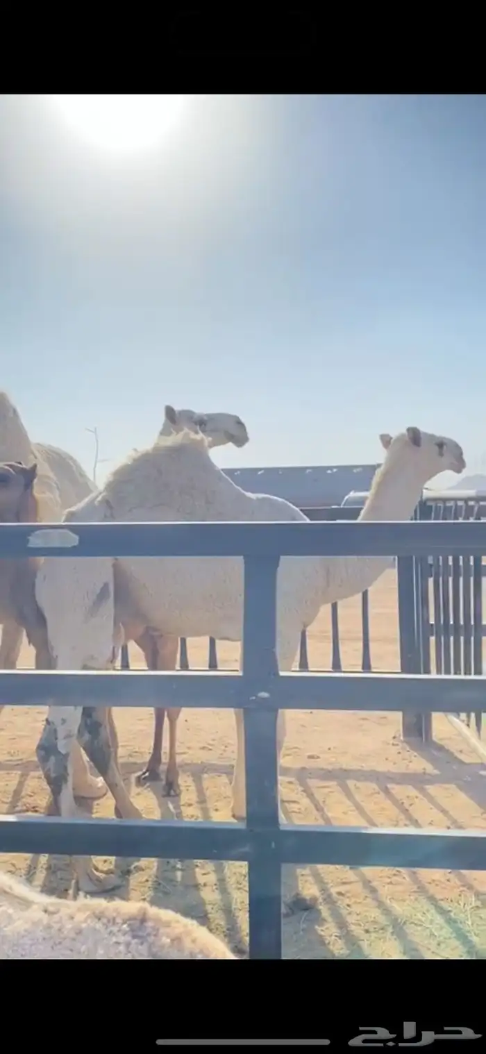 قعود مشروع فحل 0