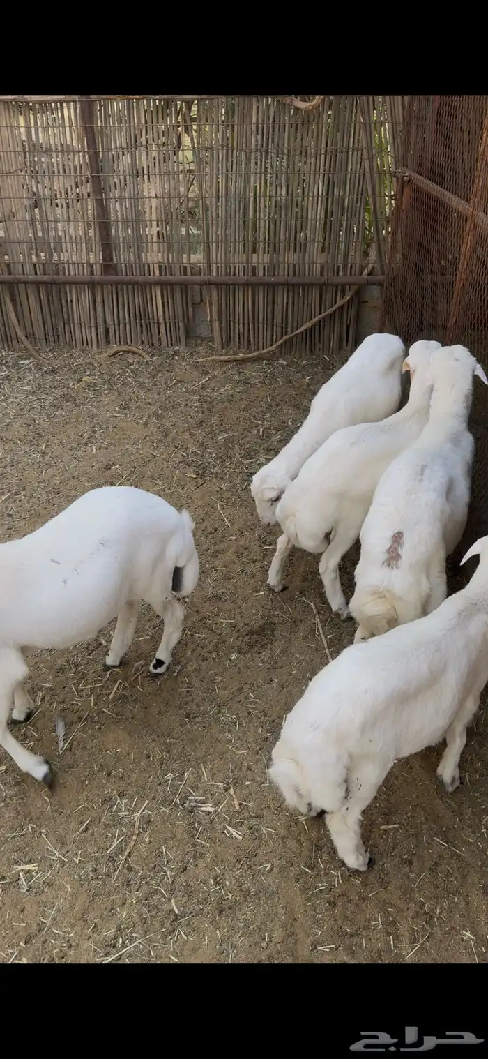 طليان 0