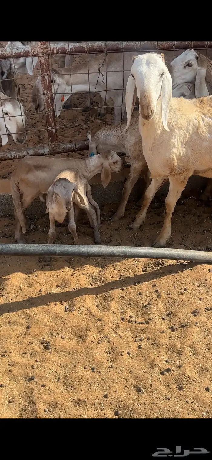 شياه درمانيات 15