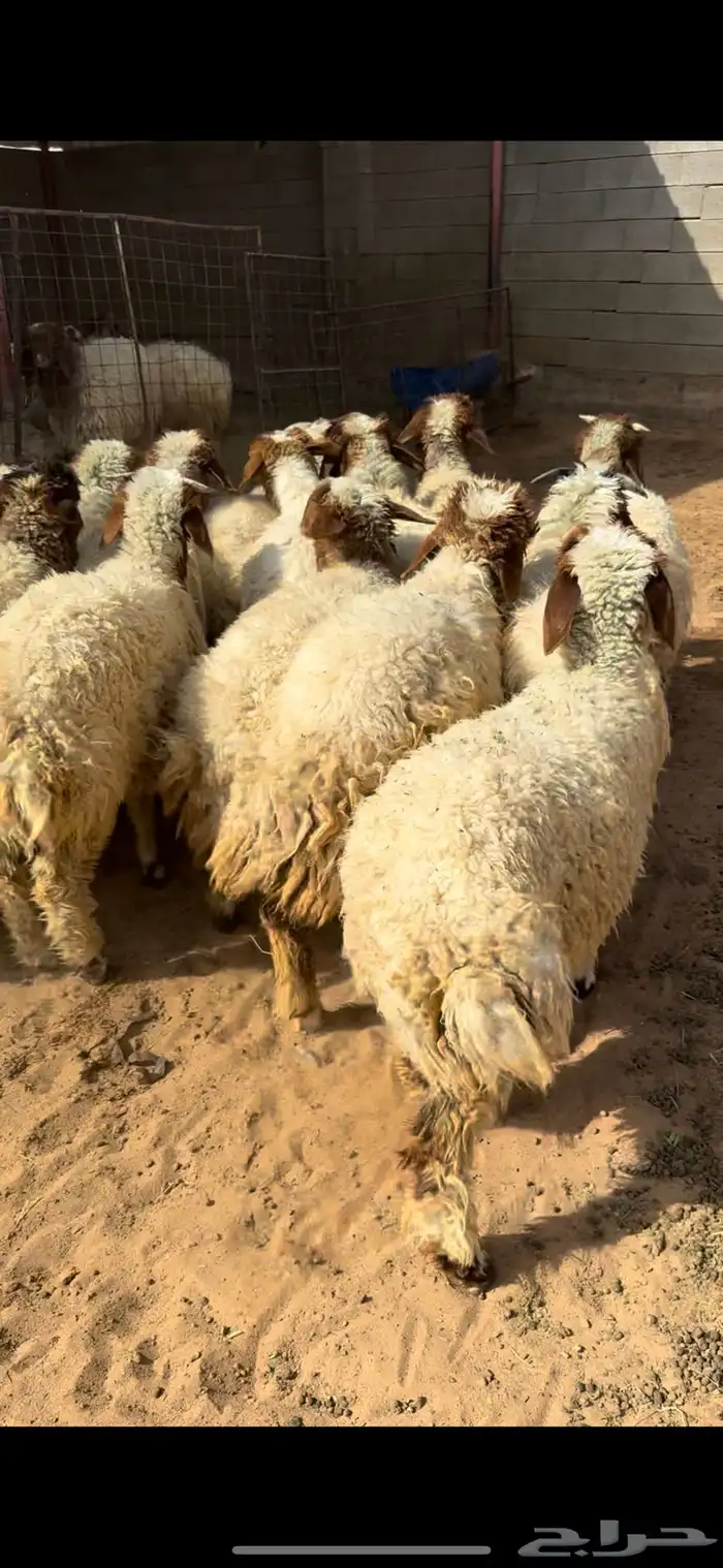 للبيع بهم نعيم 3