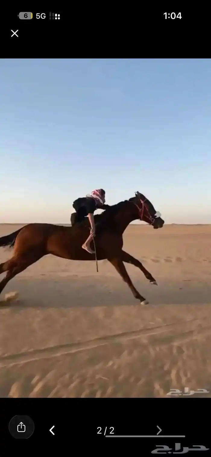 فرس مهجنه 0