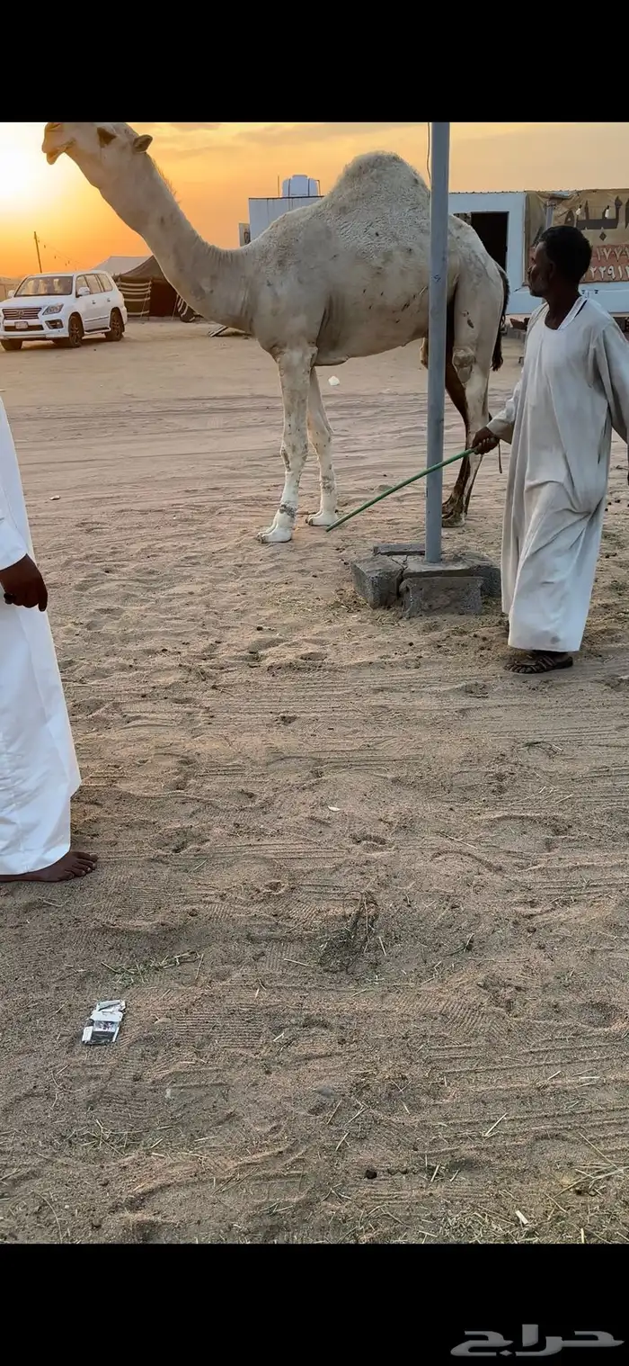 قعود كفو بالحيل 1