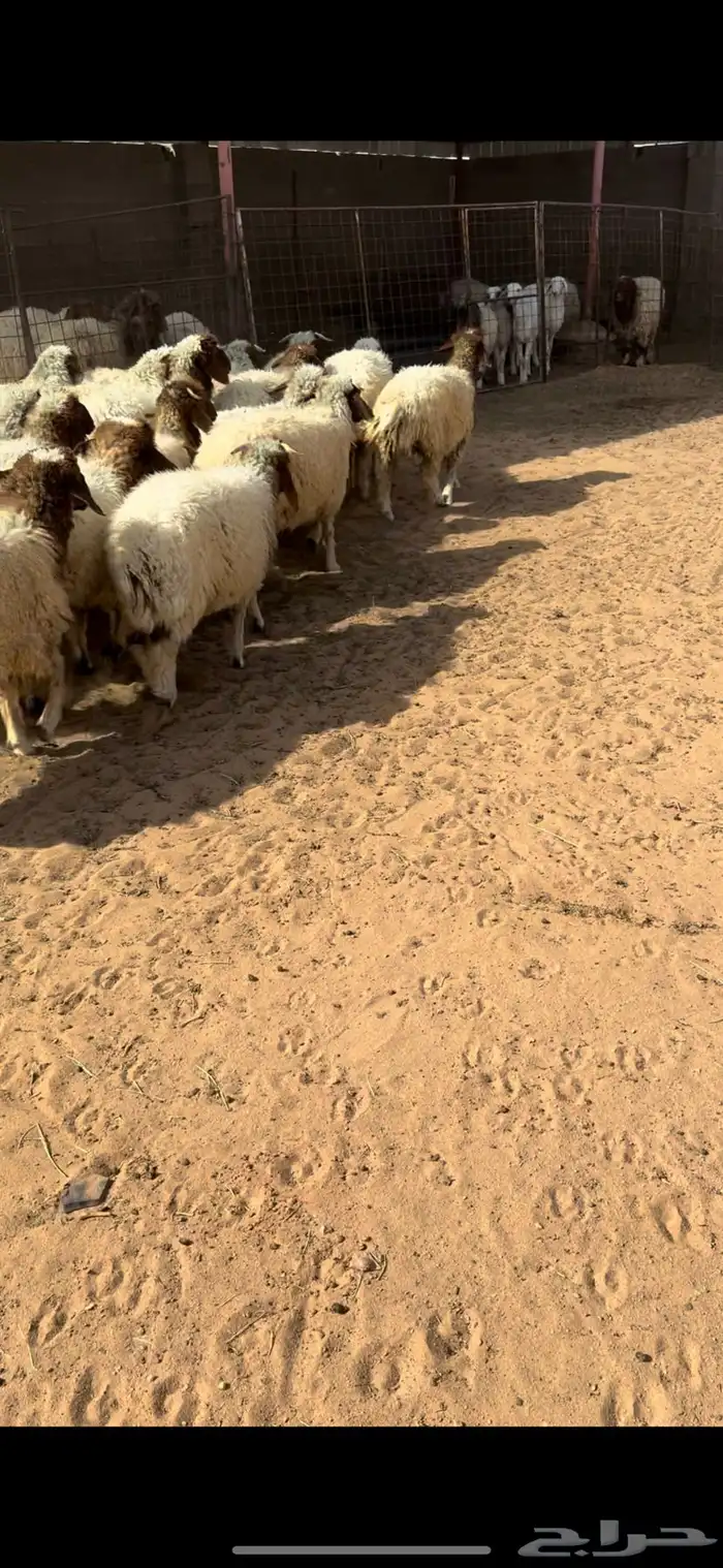 للبيع بهم نعيم 5