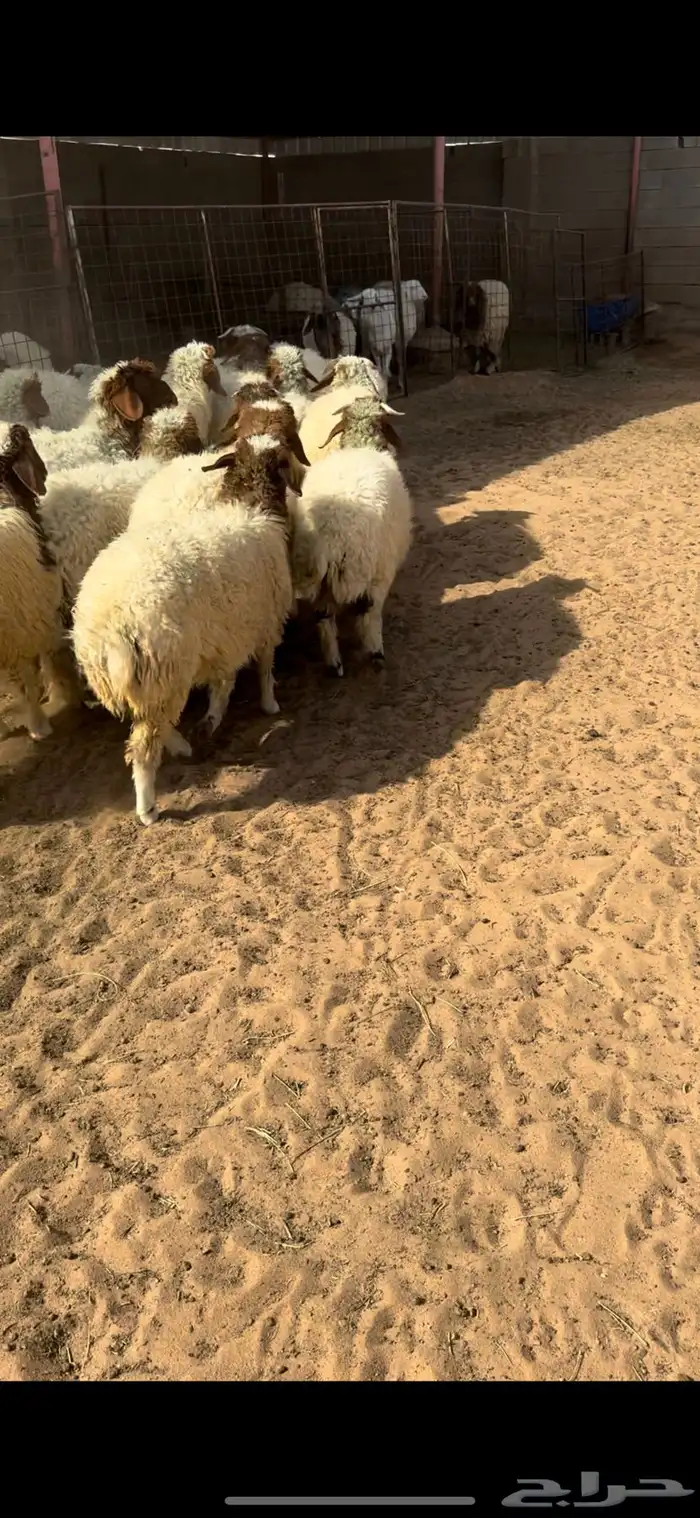 للبيع بهم نعيم 1