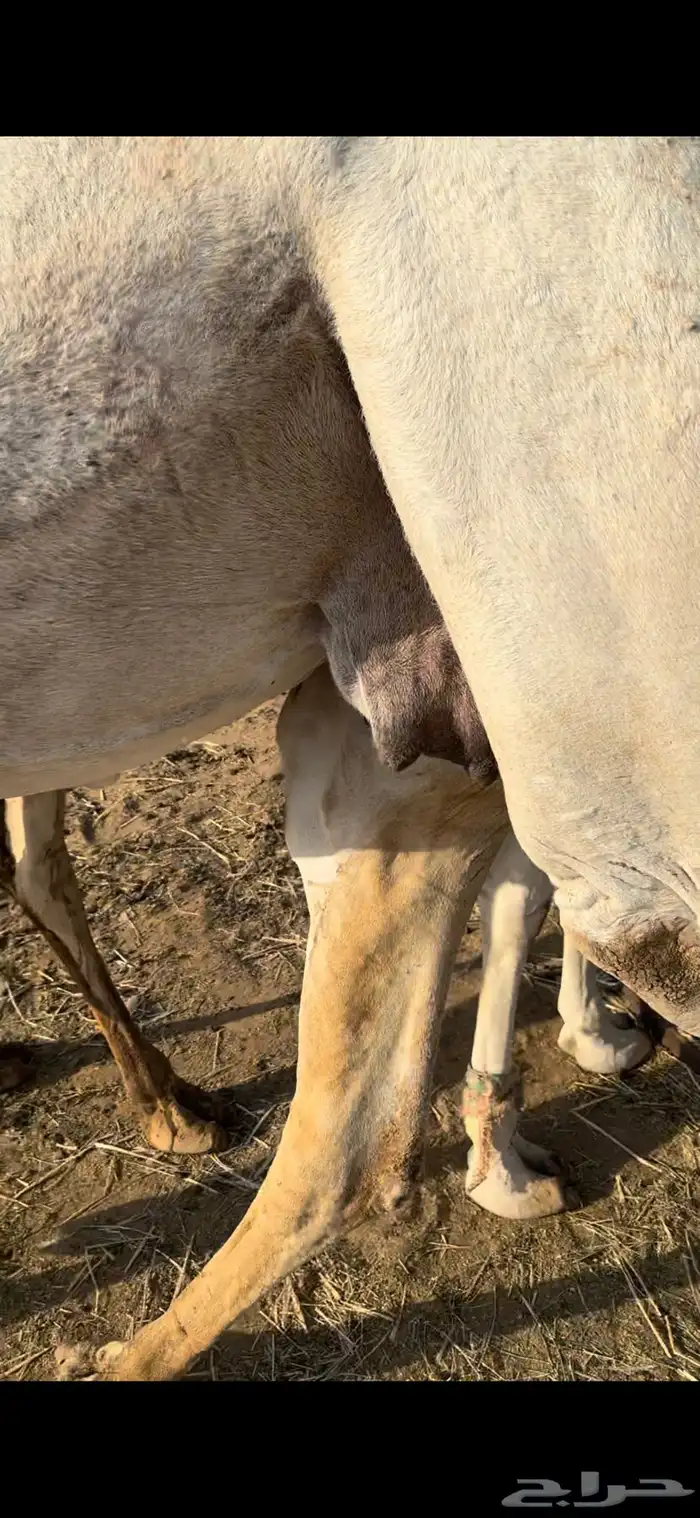 القحات وضح طيبة 9