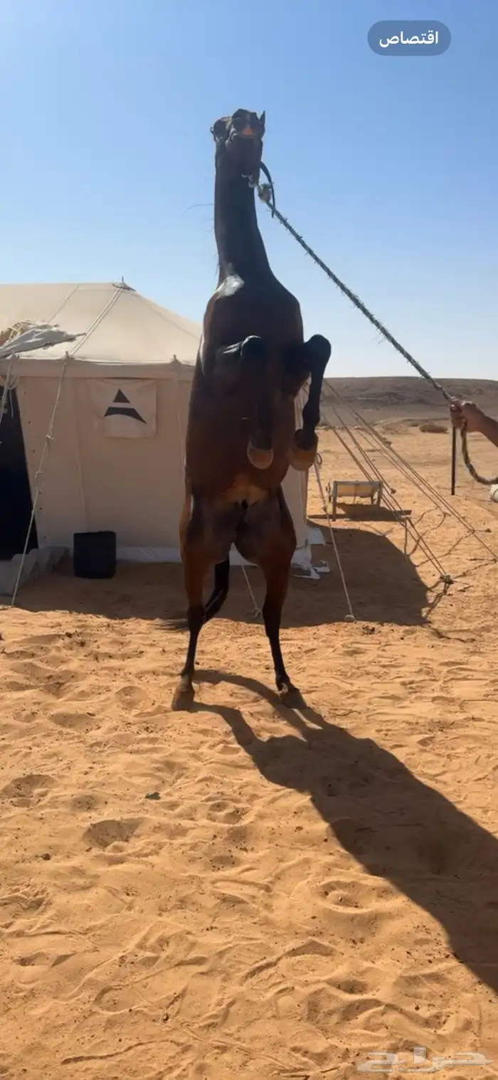 حصان شعبي 7