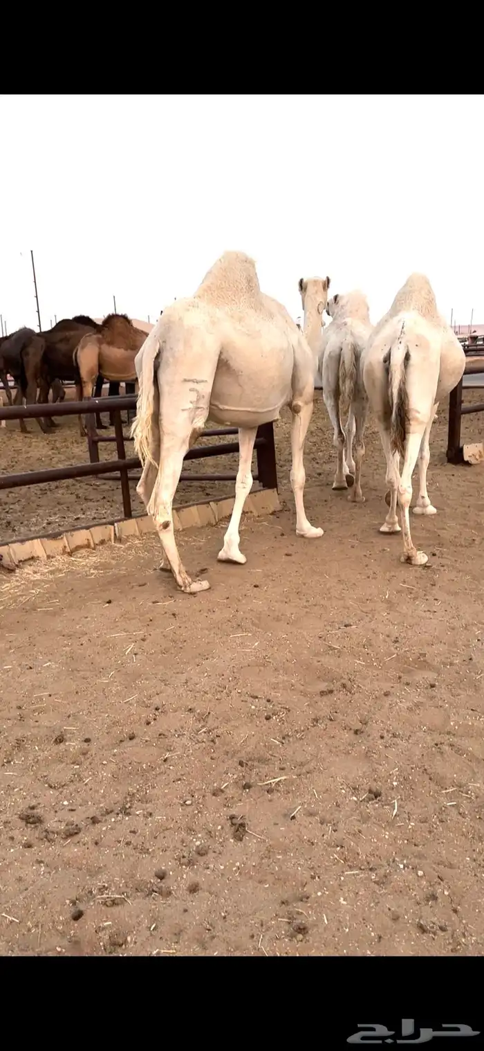 القحات وضح طيبة 0