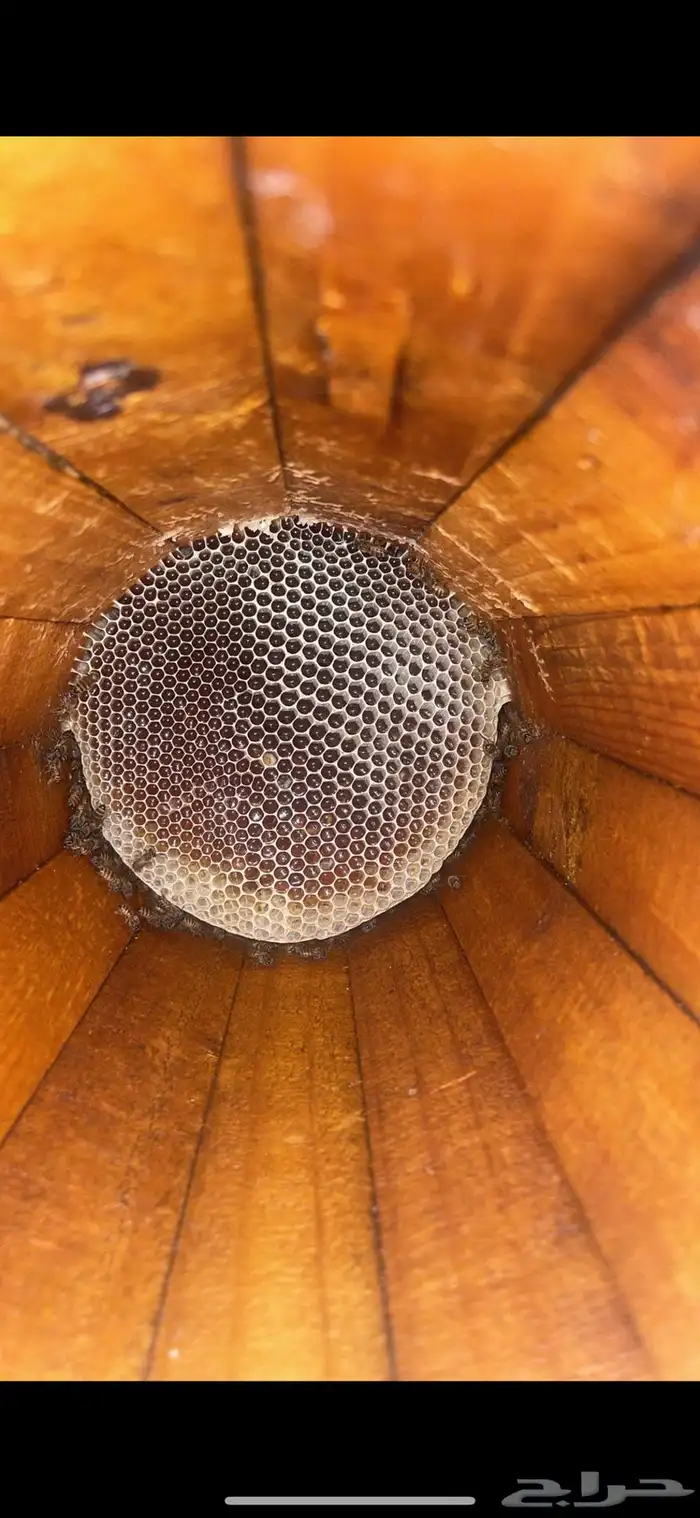 عسل طلح حايل 0