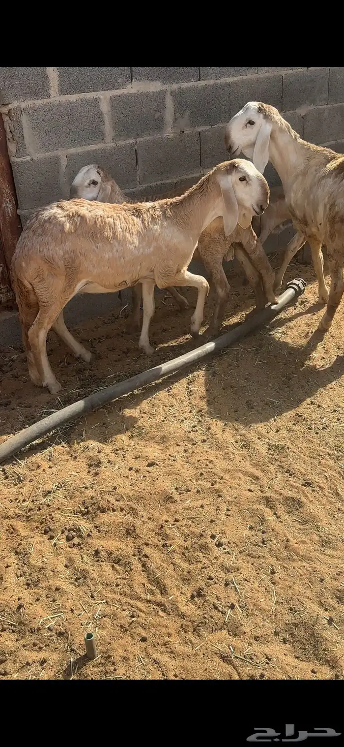 شياه درمانيات 14