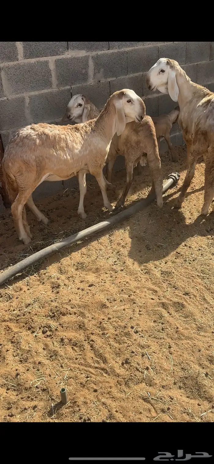 شياه درمانيات 13