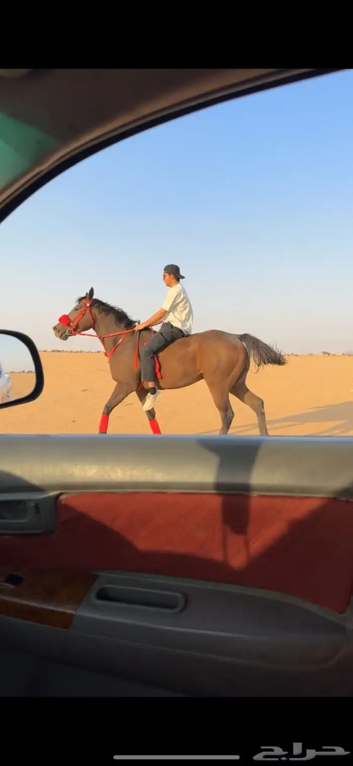 حصان انقلش 0