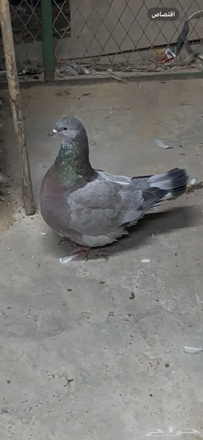 للبيع حمام فرش 1