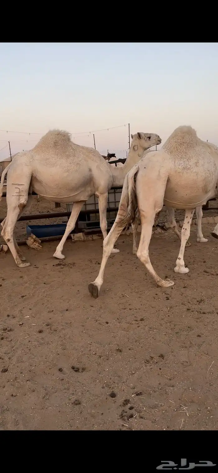 القحات وضح طيبة 1