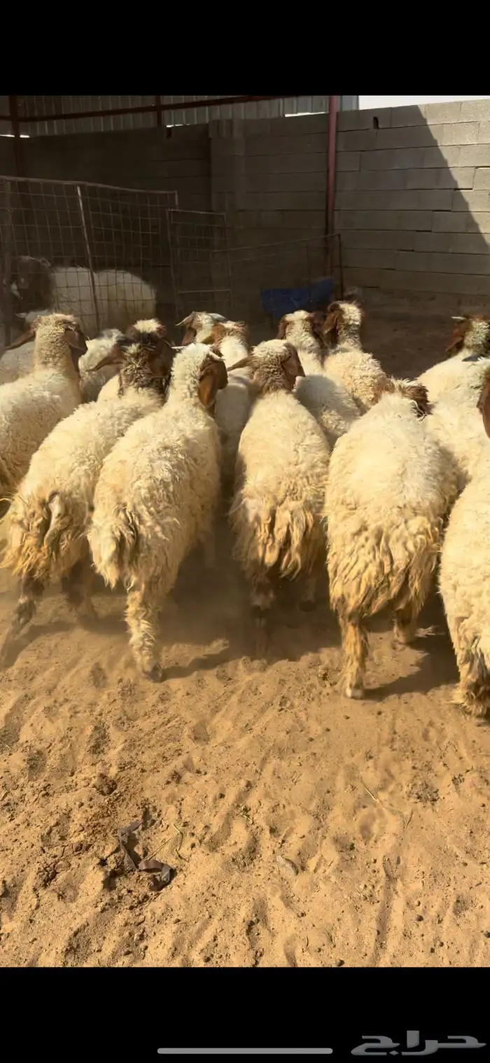 للبيع بهم نعيم 2