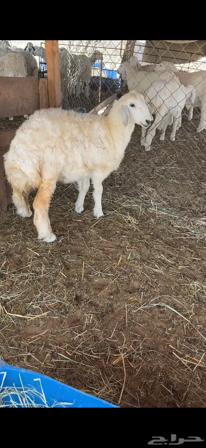 رخل حريه 3 اشهر وزود 0