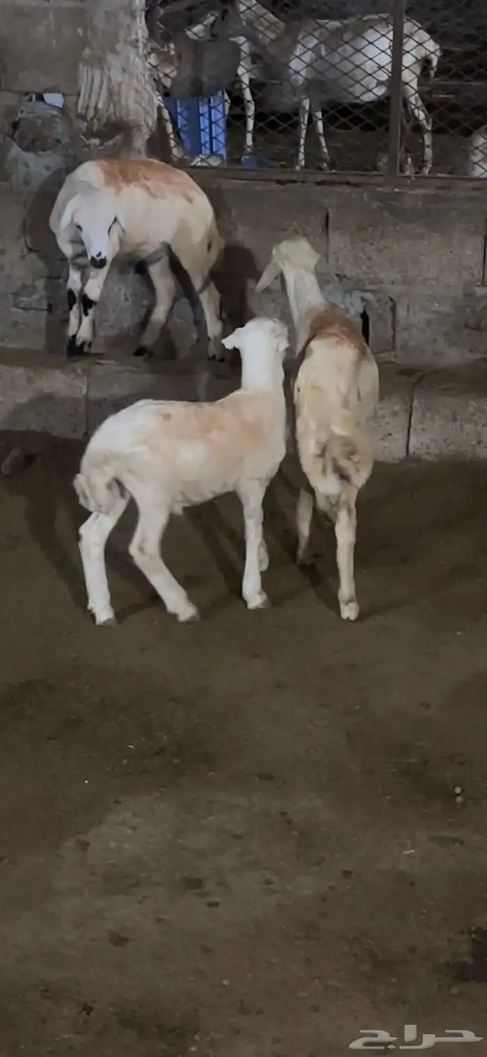 3 فران 0