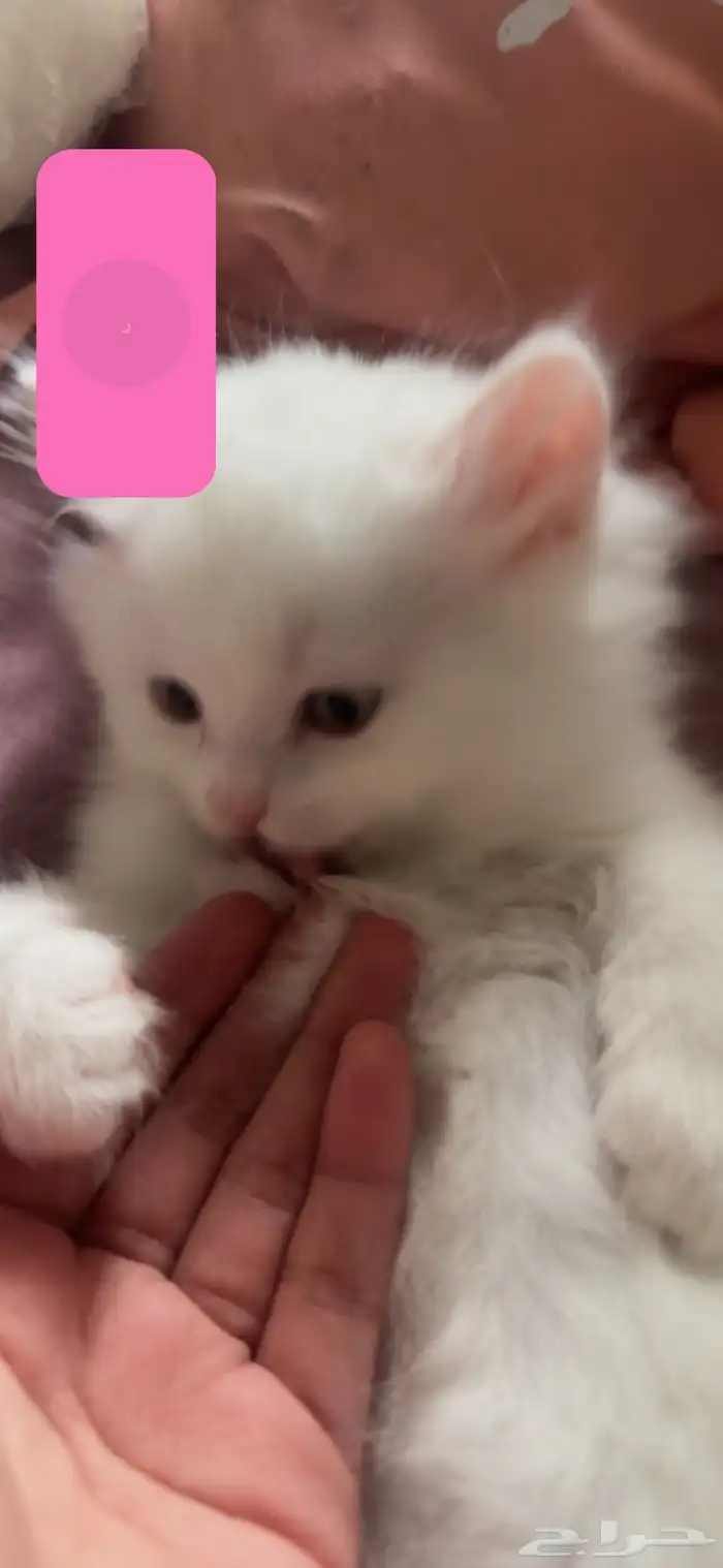 قطط للتبني 17