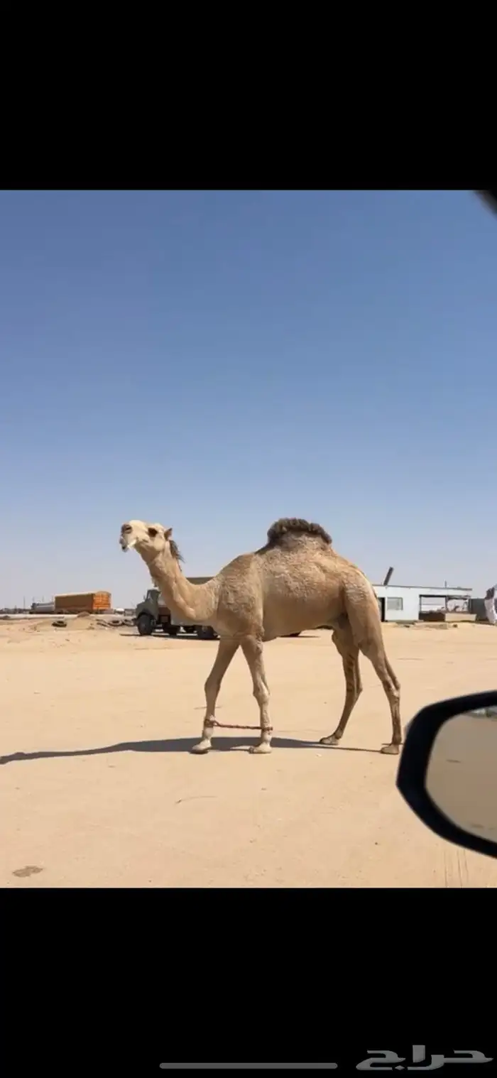 قعود عقابي على عقاب الجليدي جذع تو اثنا 0