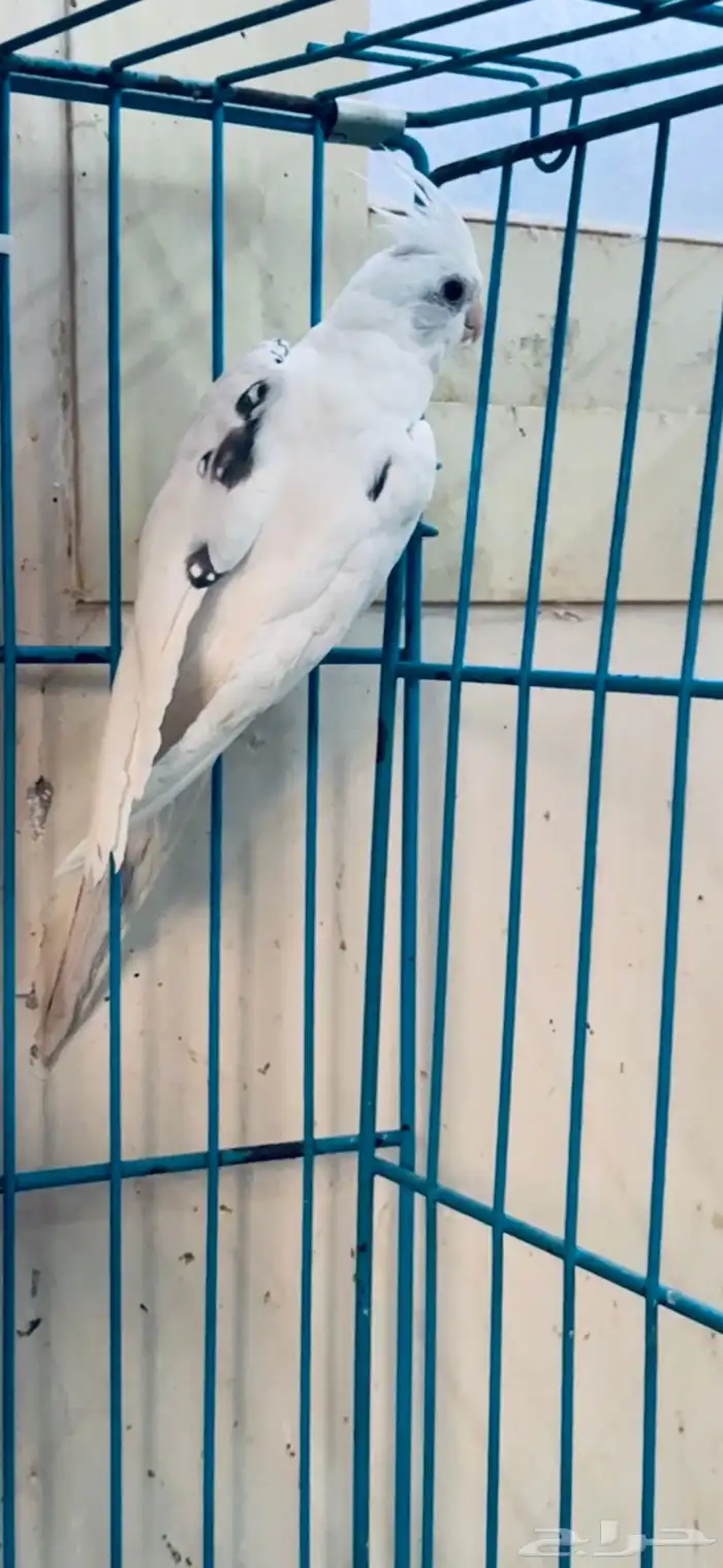 ذكور كروان 1