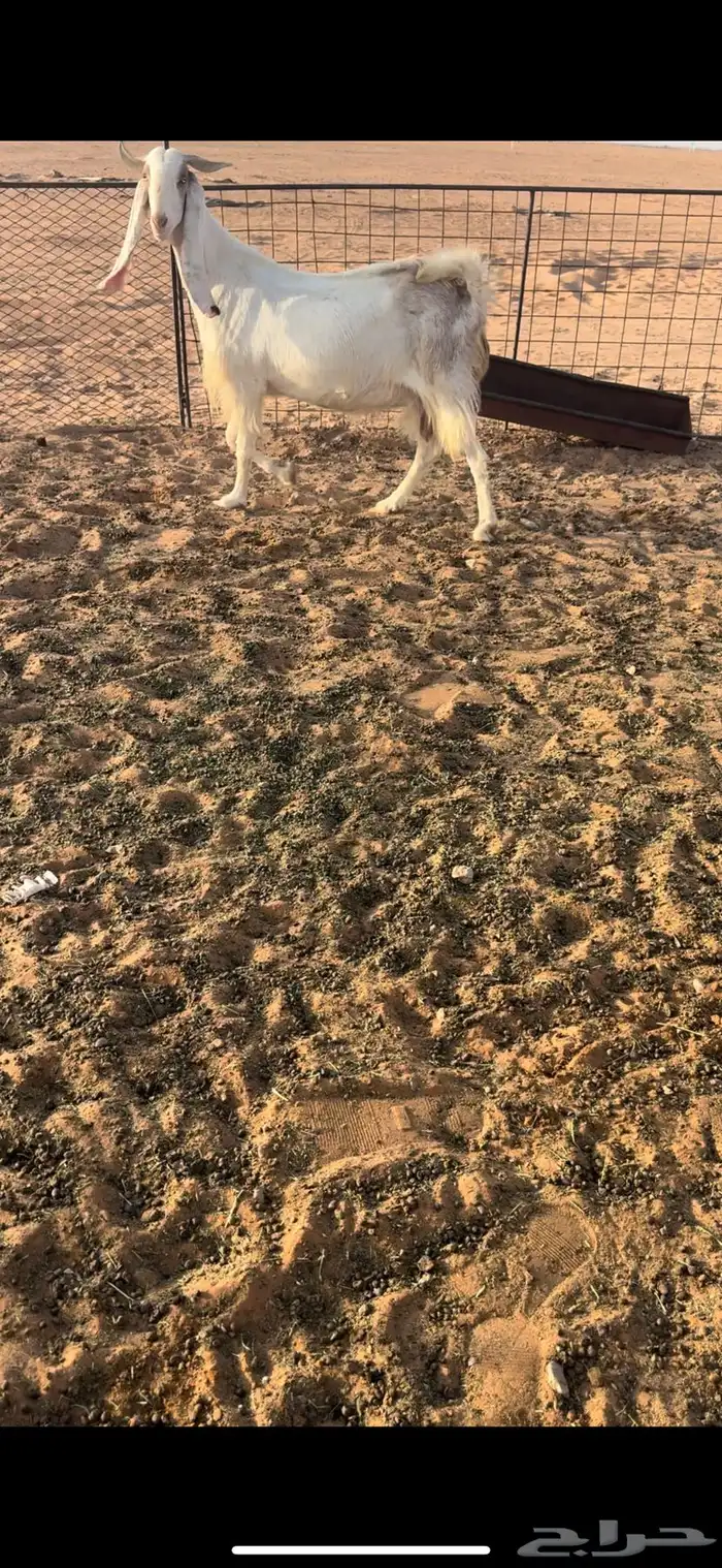 عنز هولنديه دافع 2