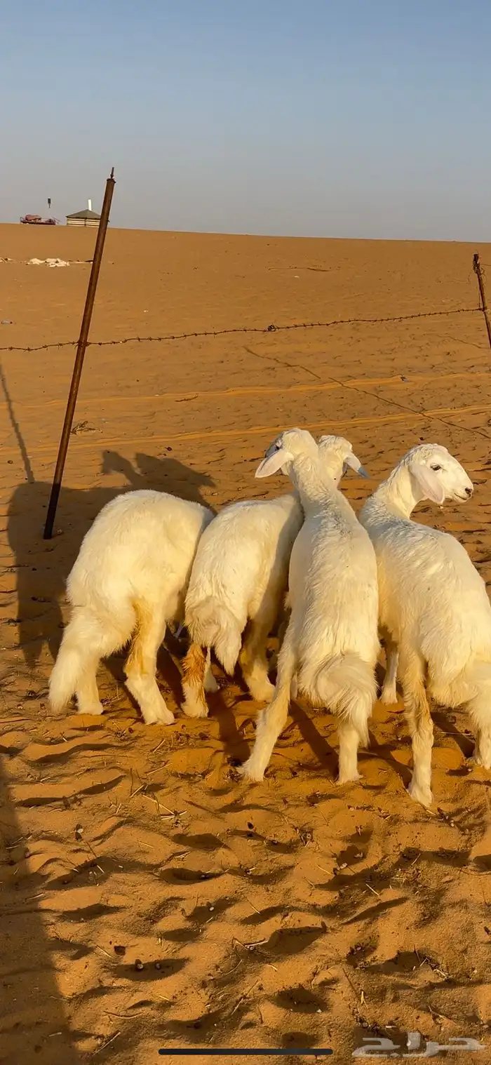 رخال حريه صنف الصنف 0