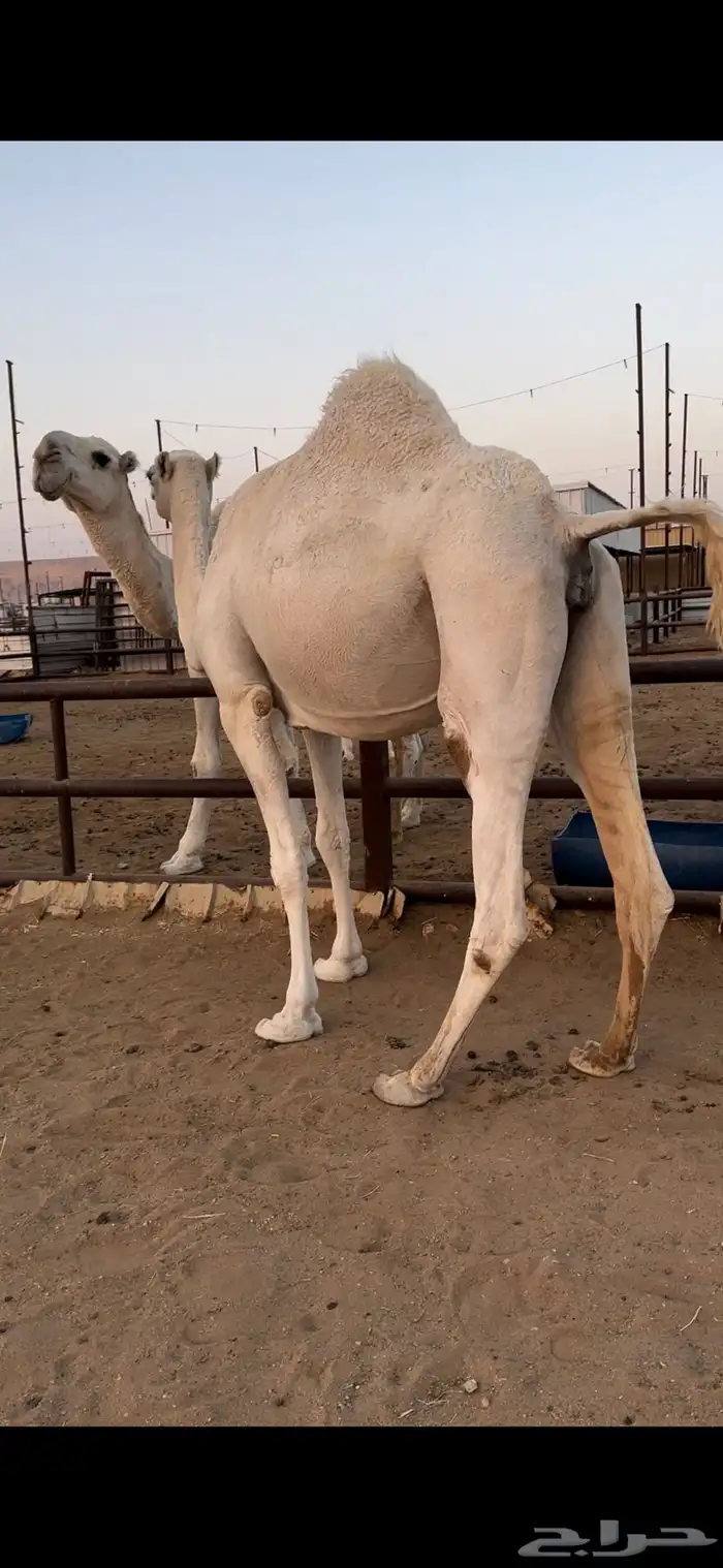 القحات وضح طيبة 6