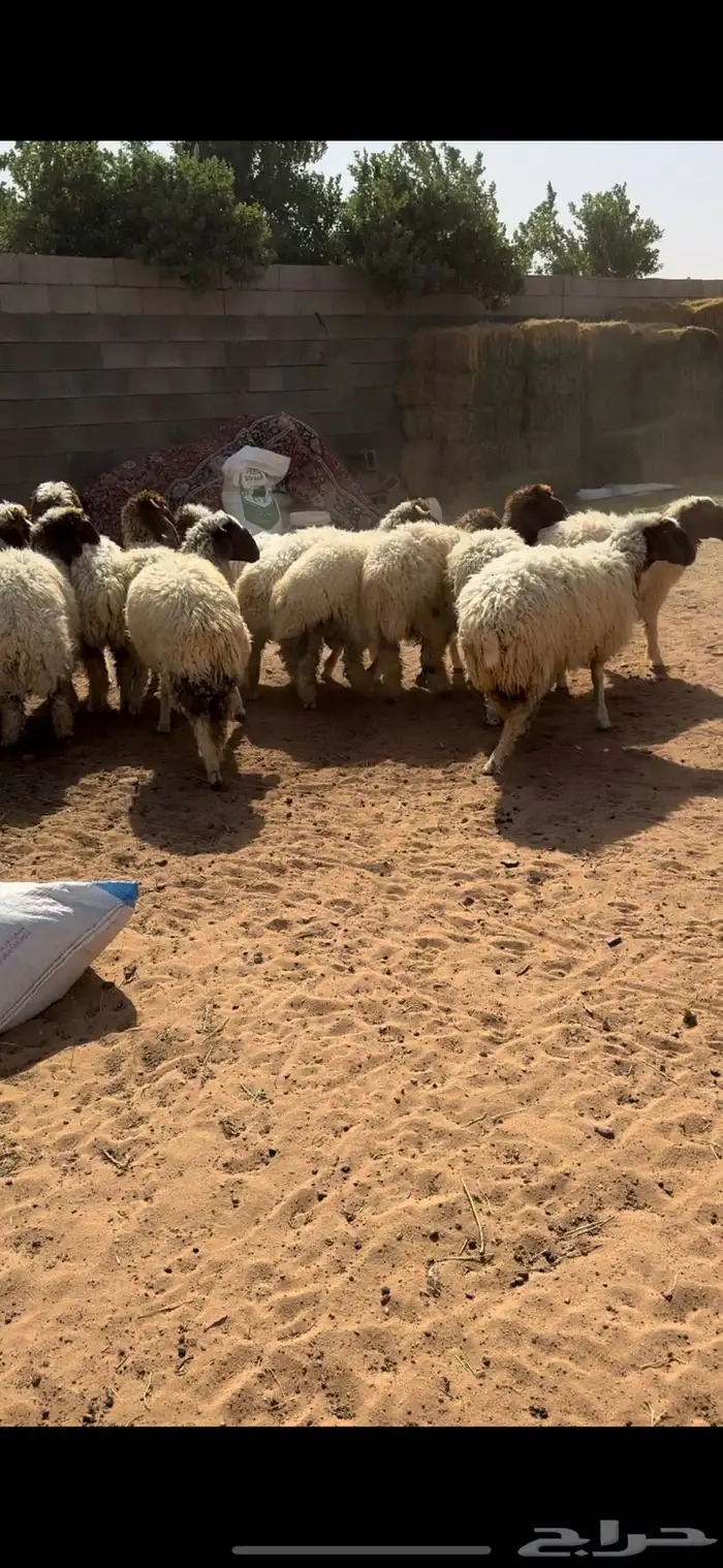 للبيع بهم نعيم 0