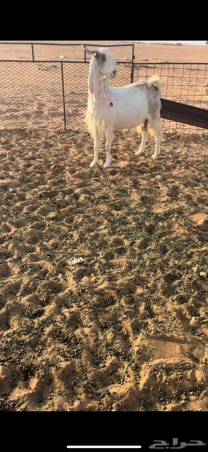 عنز هولنديه دافع 4